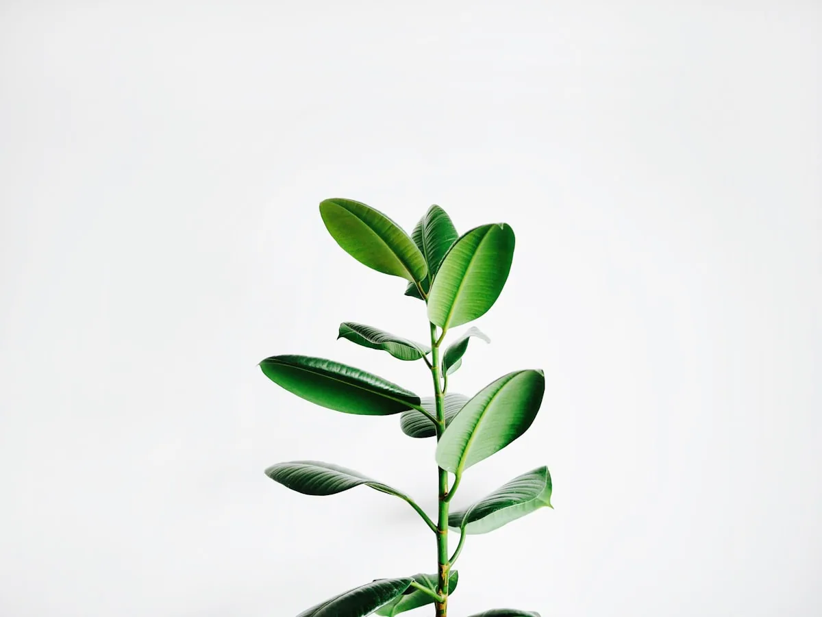 Plantas regionales para clima templado