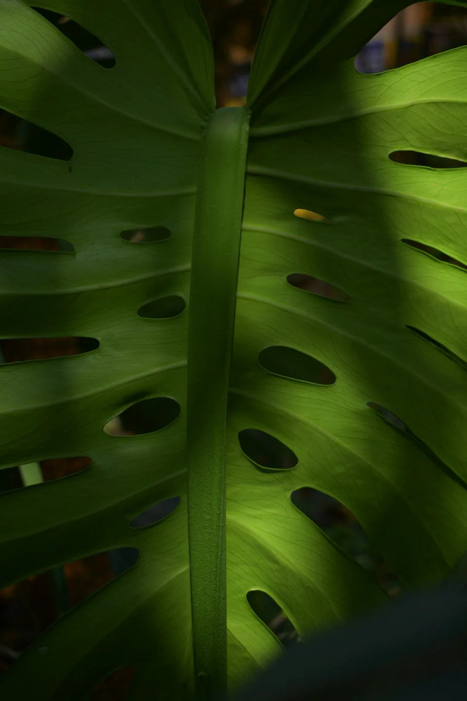 Vivero Jardines del Águila Imágenes del vivero 2